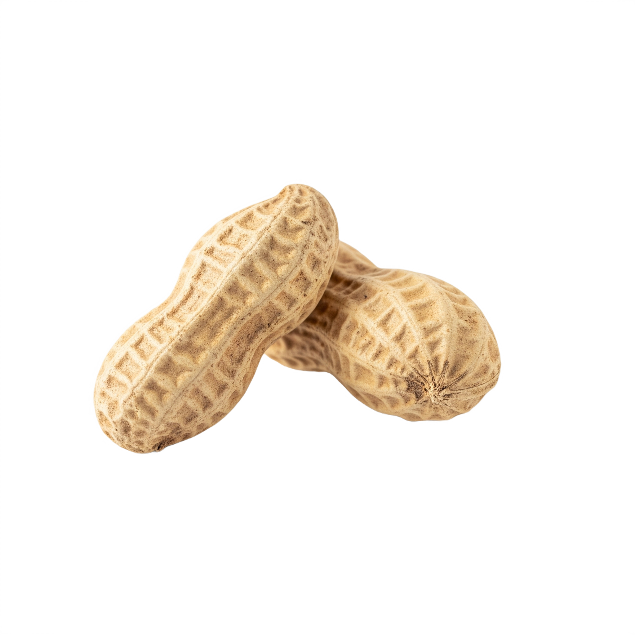 Groundnut