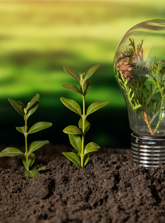 Plants growing from lightbulb representing innovation
