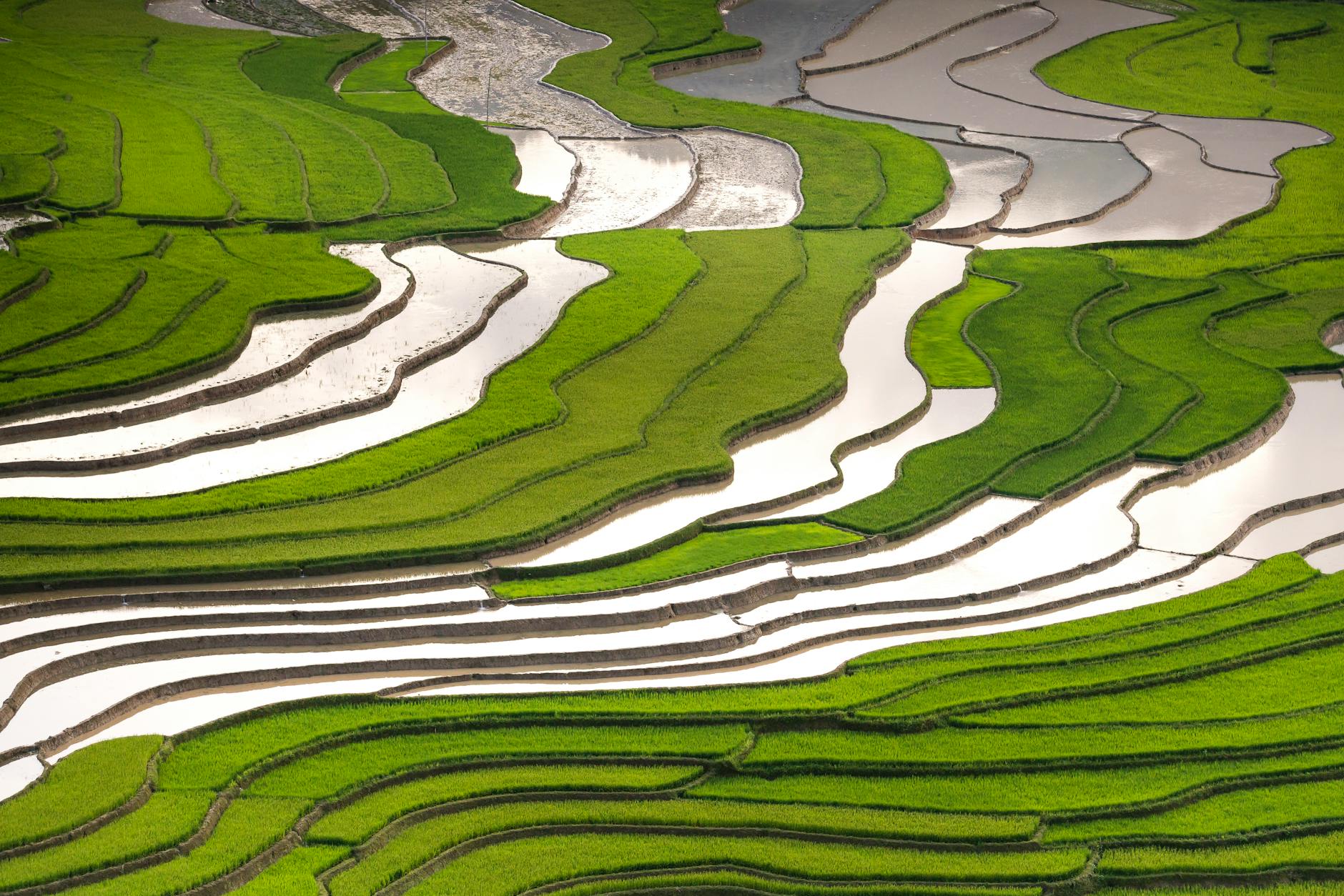 Terraced Fields